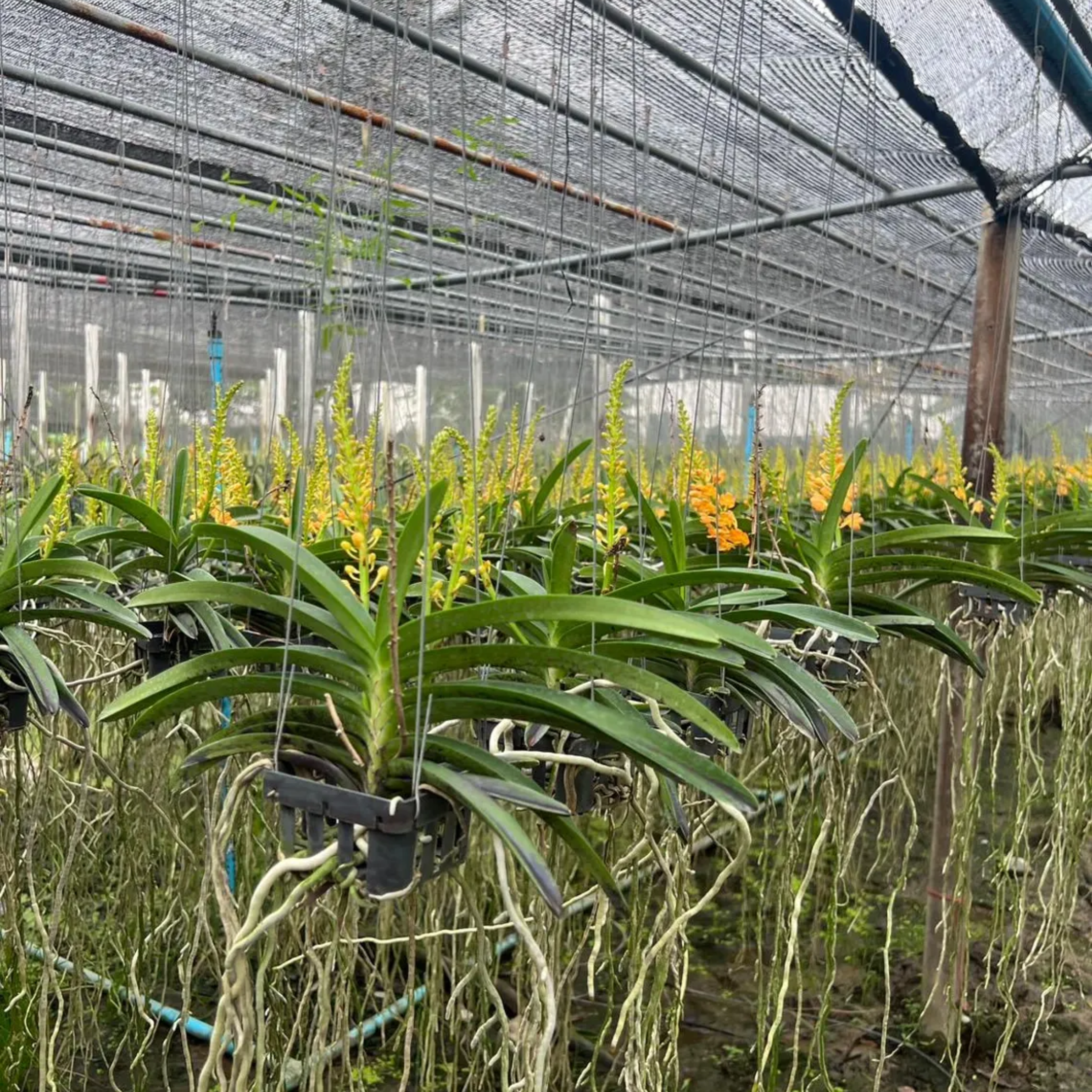 Orange Thai Orchid (Rhynchocentrum Ladda Gold)