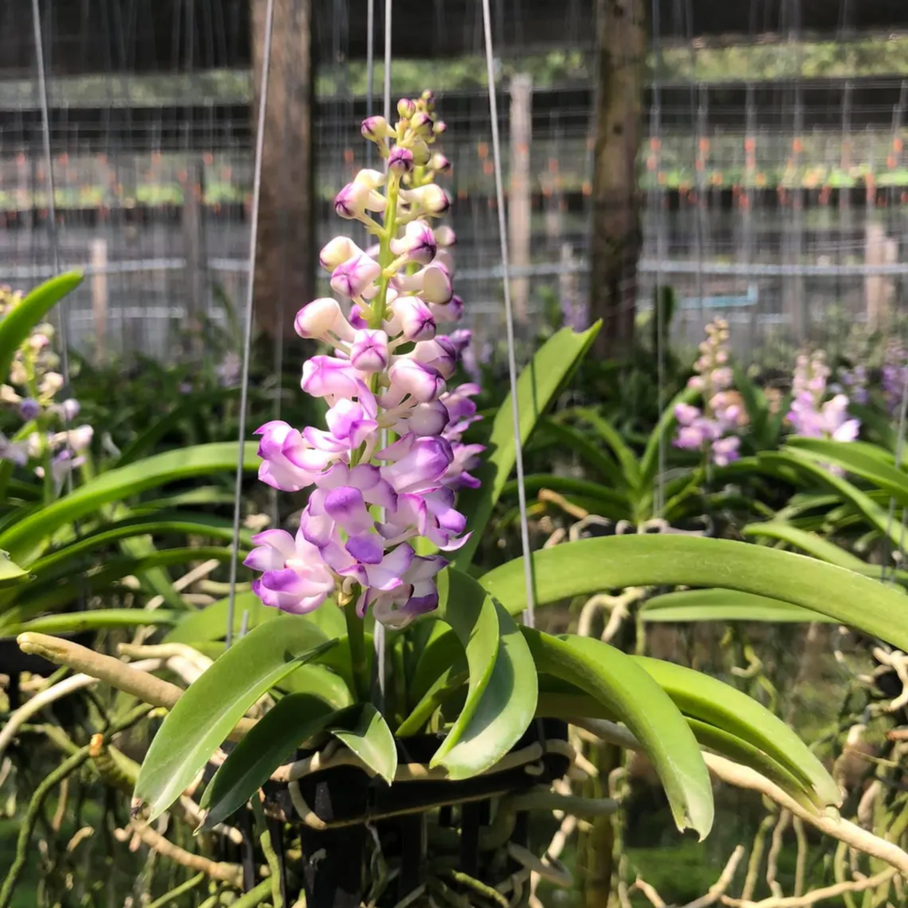 Orchid Vanda Coelestis Blue/Purple