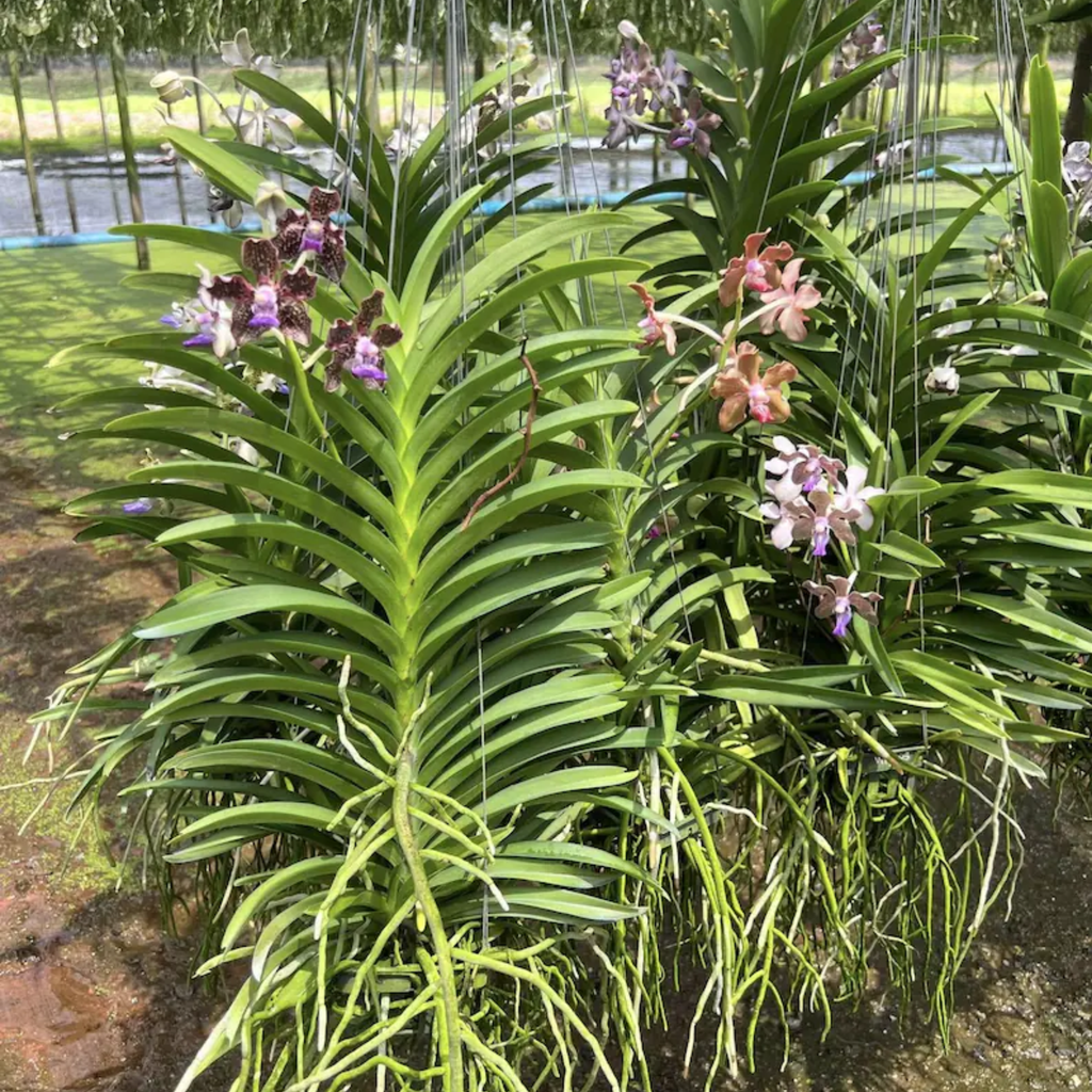 Fragrant Vanda Orchid Seedling, Surprise