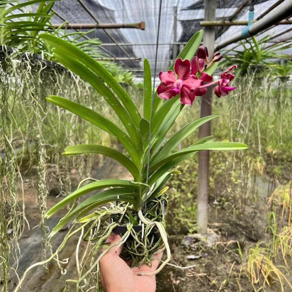 Rosy Glow Vanda Orchid Pink Thai