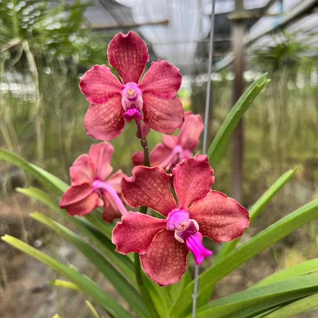 Rosy Glow Vanda Orchid Pink Thai
