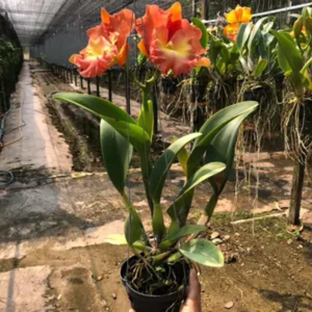 Hybrid Cattleya “Star of Siam”