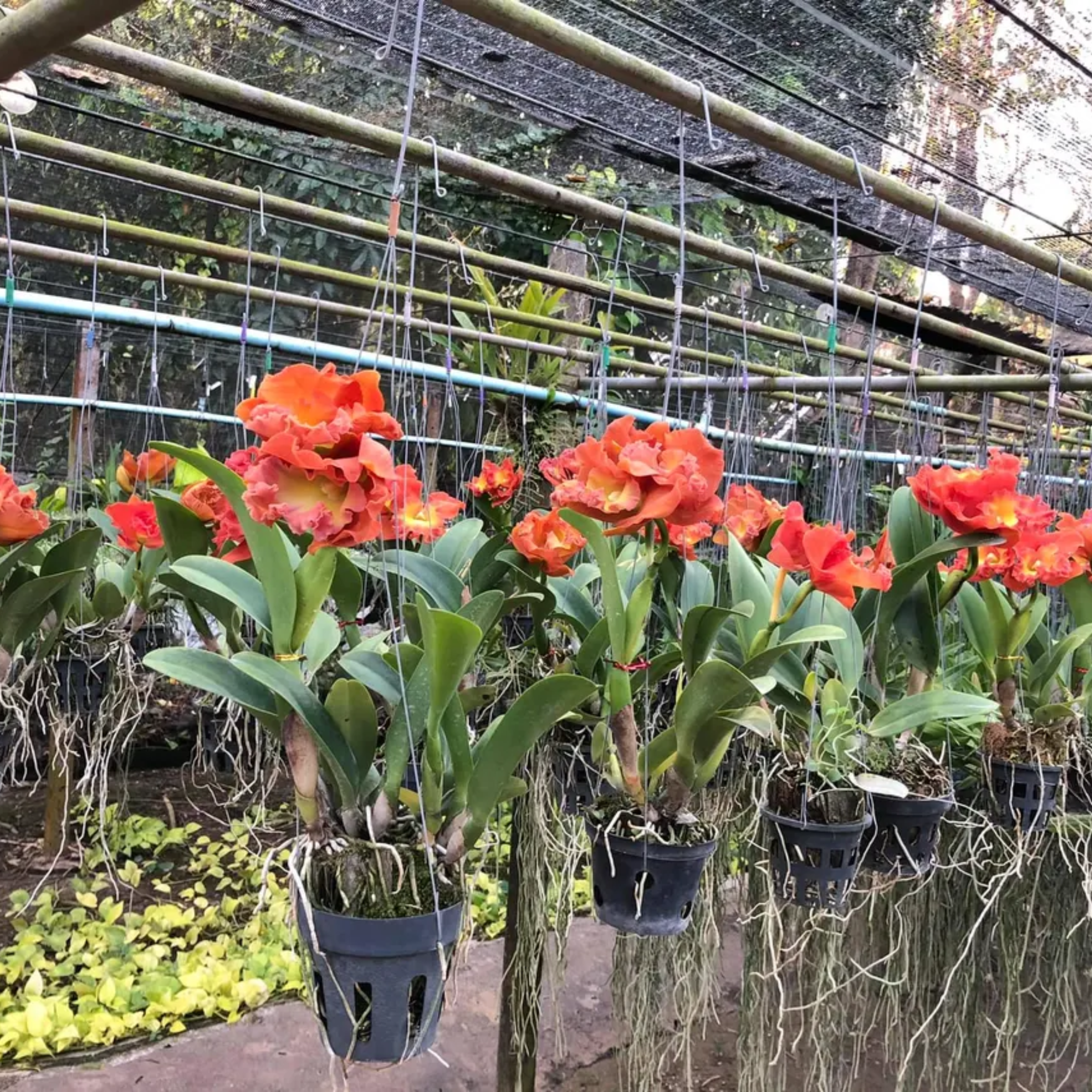 Hybrid Cattleya “Star of Siam”