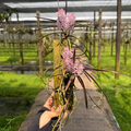 Pink Ascocentrum Orchid