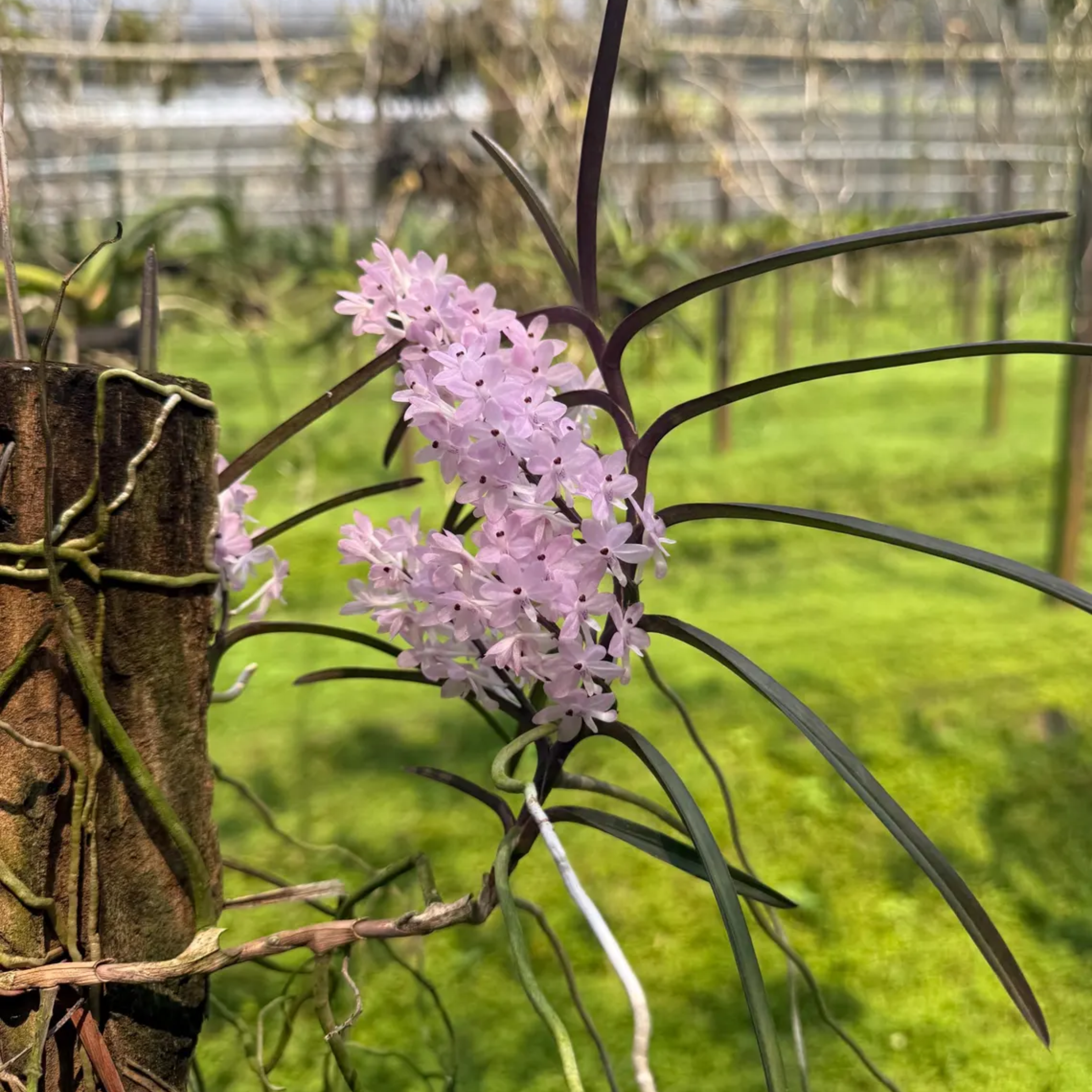 Pink Ascocentrum Orchid