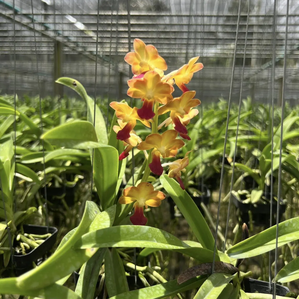 Hybrid Orchid (Pine River × Bangkok Sunset) ‘Fiery Golden Yellow & Red