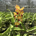 Hybrid Orchid (Pine River × Bangkok Sunset) ‘Fiery Golden Yellow & Red