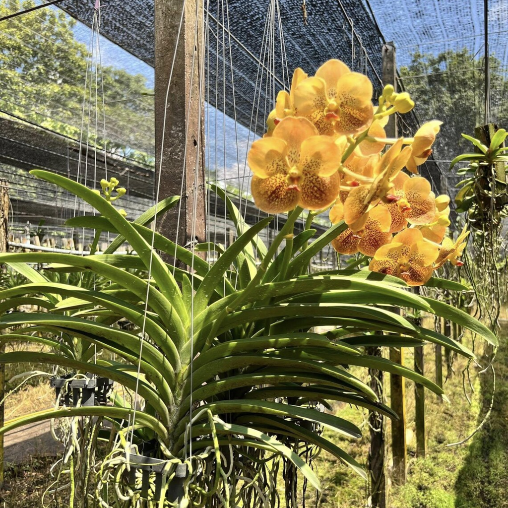 Golden Glow Vanda Hybrid Orchid (Suksamran × Butterfly)