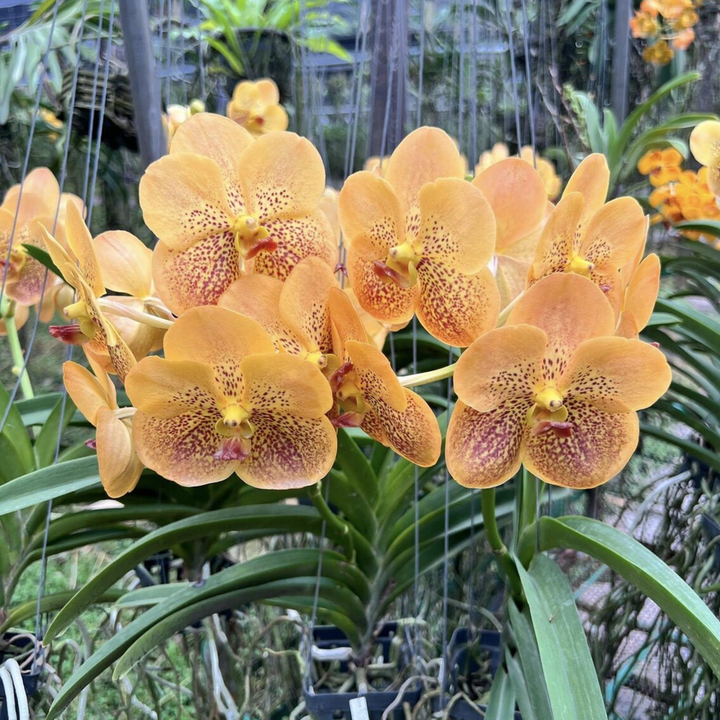 Golden Glow Vanda Hybrid Orchid (Suksamran × Butterfly)