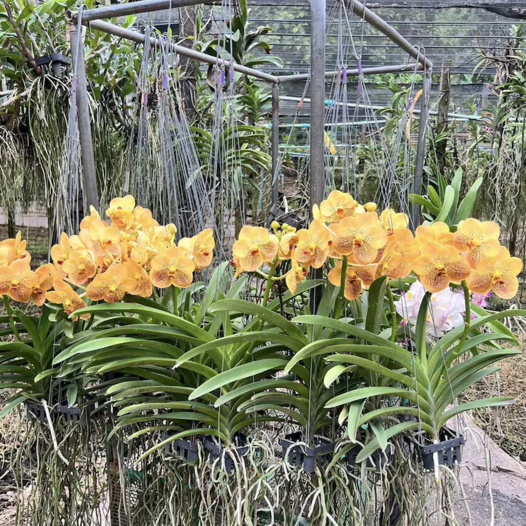 Golden Glow Vanda Hybrid Orchid (Suksamran × Butterfly)