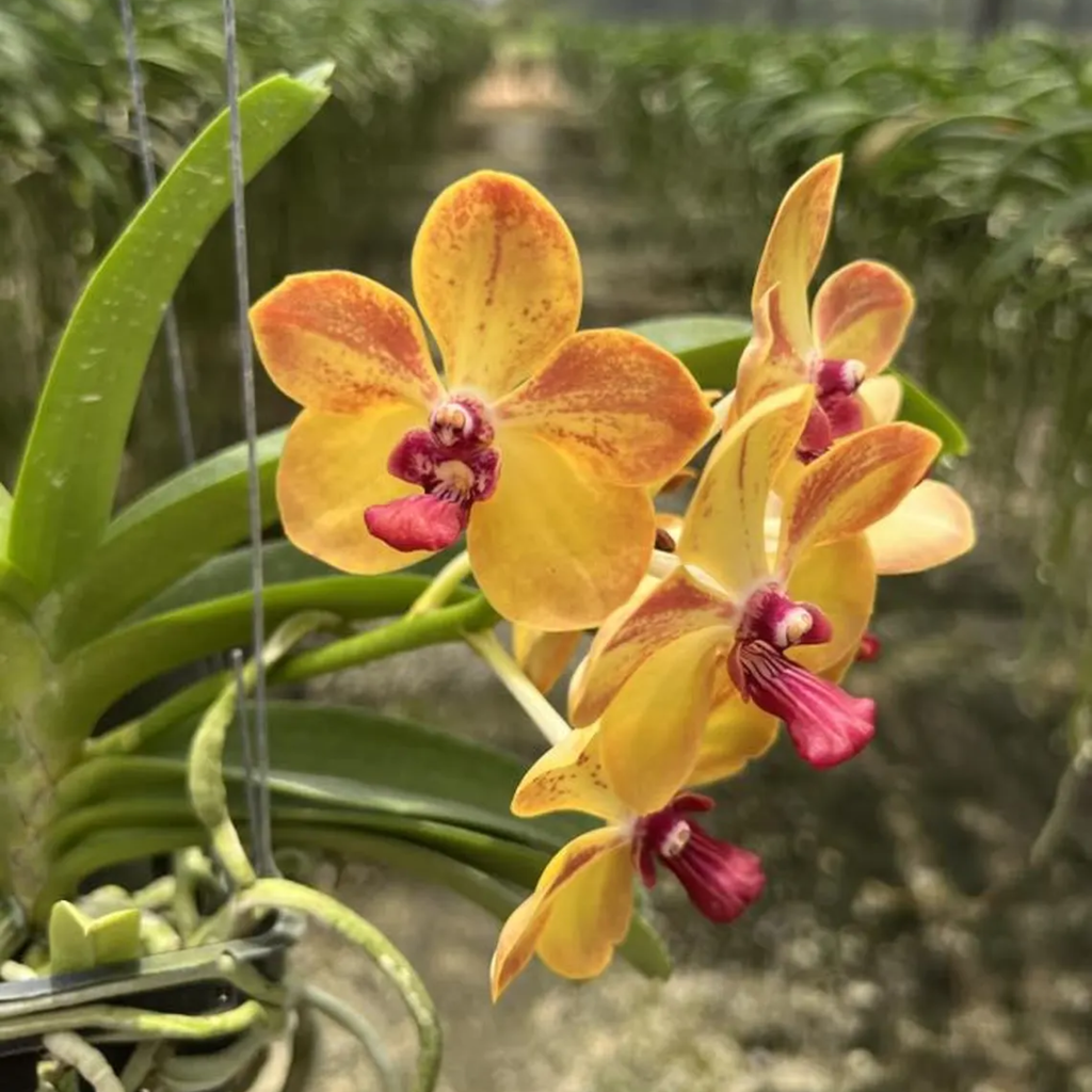 Rare Vanda Orchid “Ploenpit Prize” – Yellow Hybrid