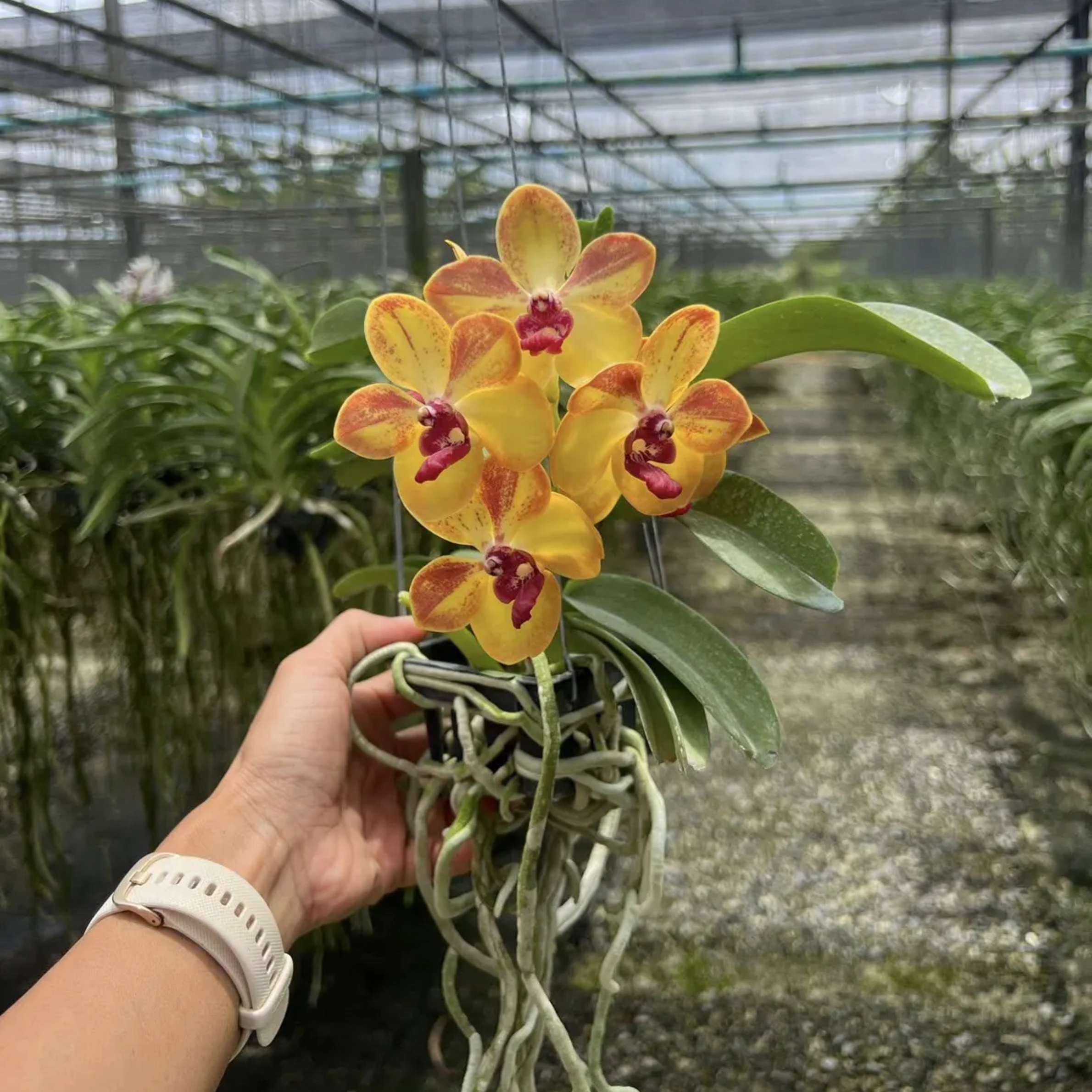 Rare Vanda Orchid “Ploenpit Prize” – Yellow Hybrid