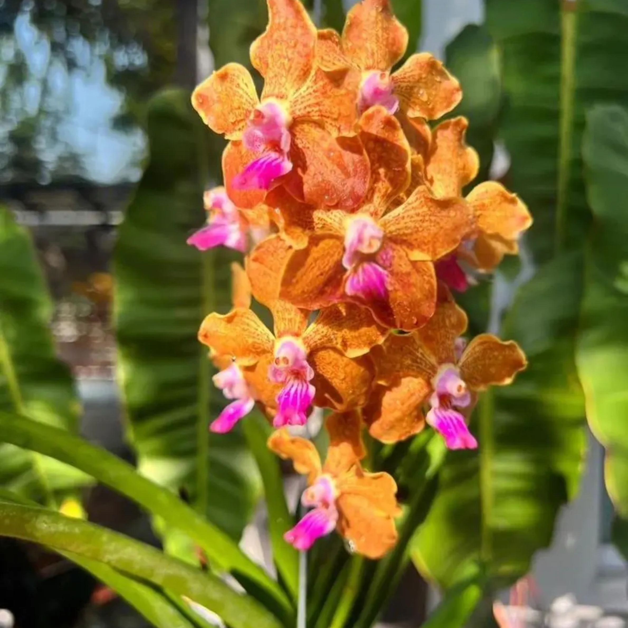 Fragrant Vanda Orchid – Surprise Bloom Colors, Year-Round Flowers