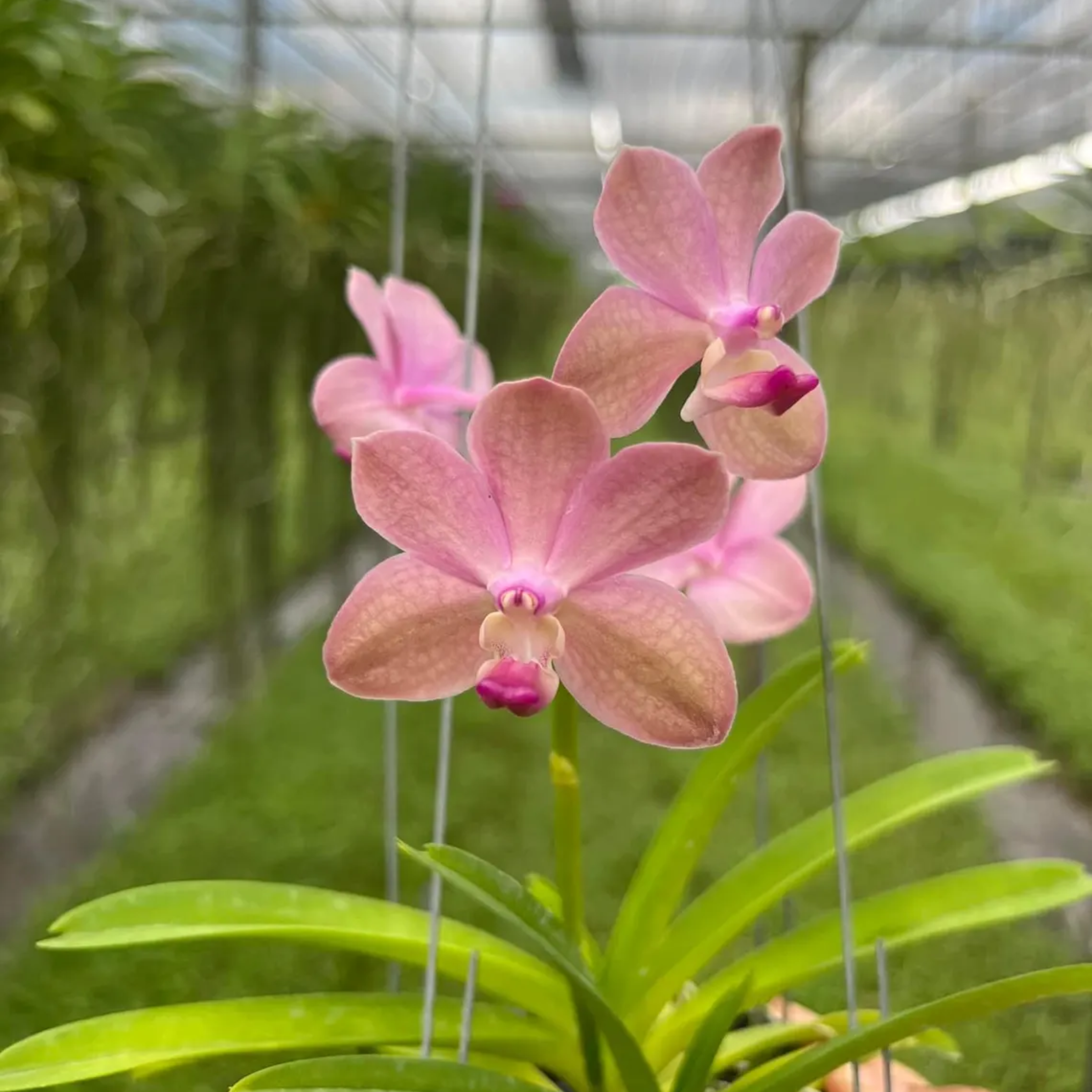 Vanda Orchid "Seedling", Surprise