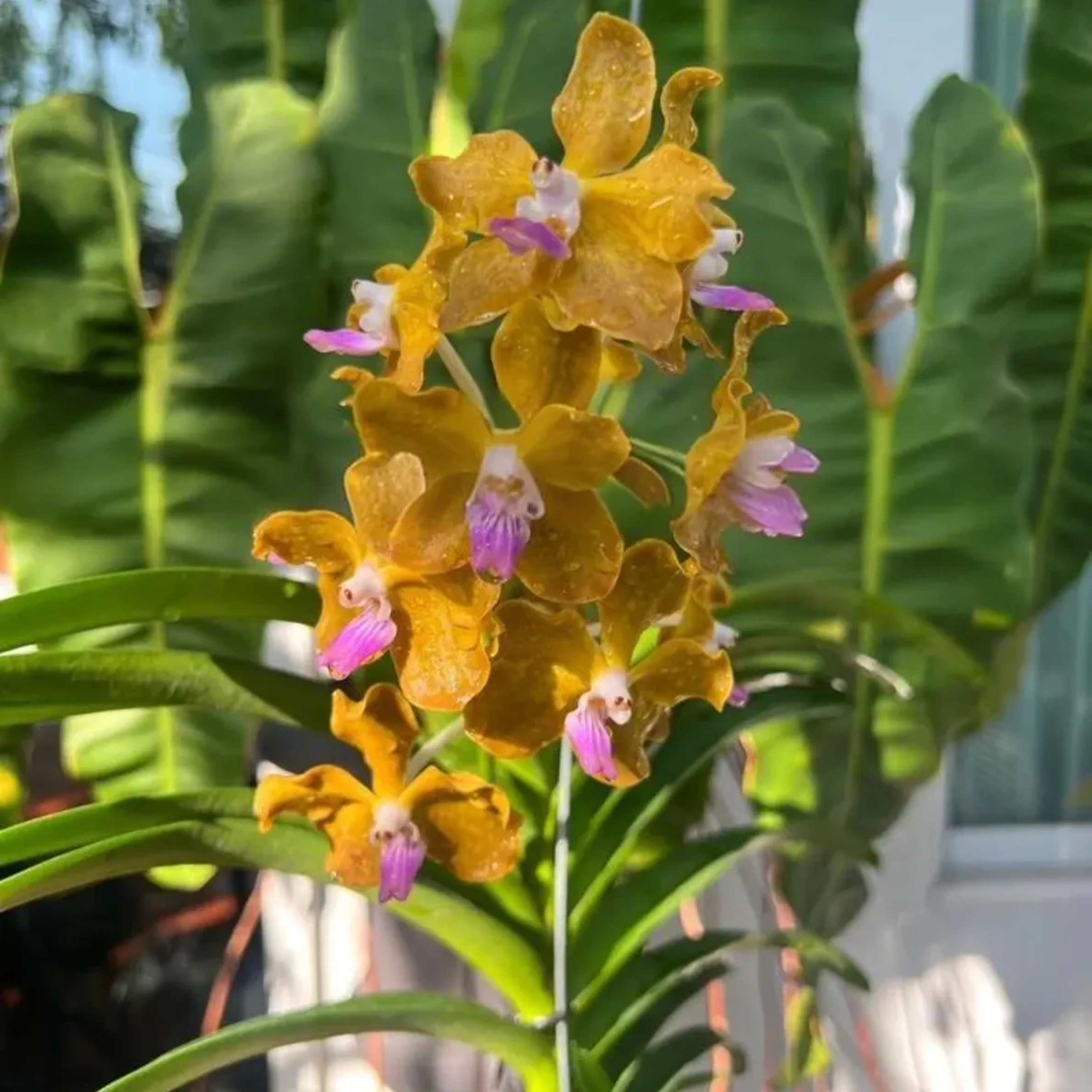 Fragrant Vanda Orchid – Surprise Bloom Colors, Year-Round Flowers