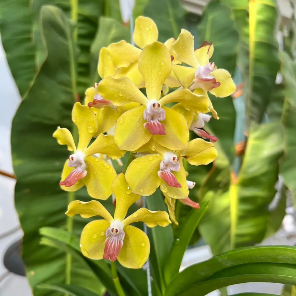Fragrant Vanda Orchid – Surprise Bloom Colors, Year-Round Flowers