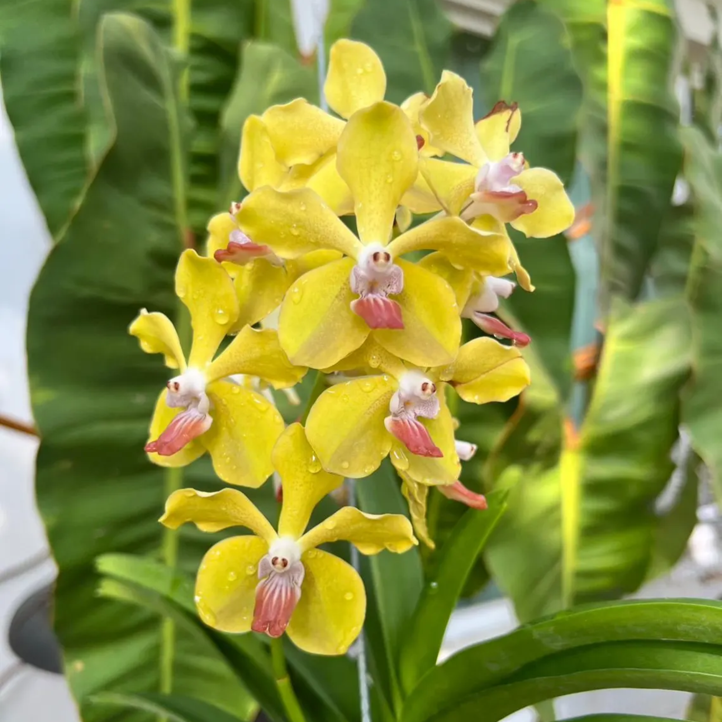 Fragrant Vanda Orchid – Surprise Bloom Colors, Year-Round Flowers