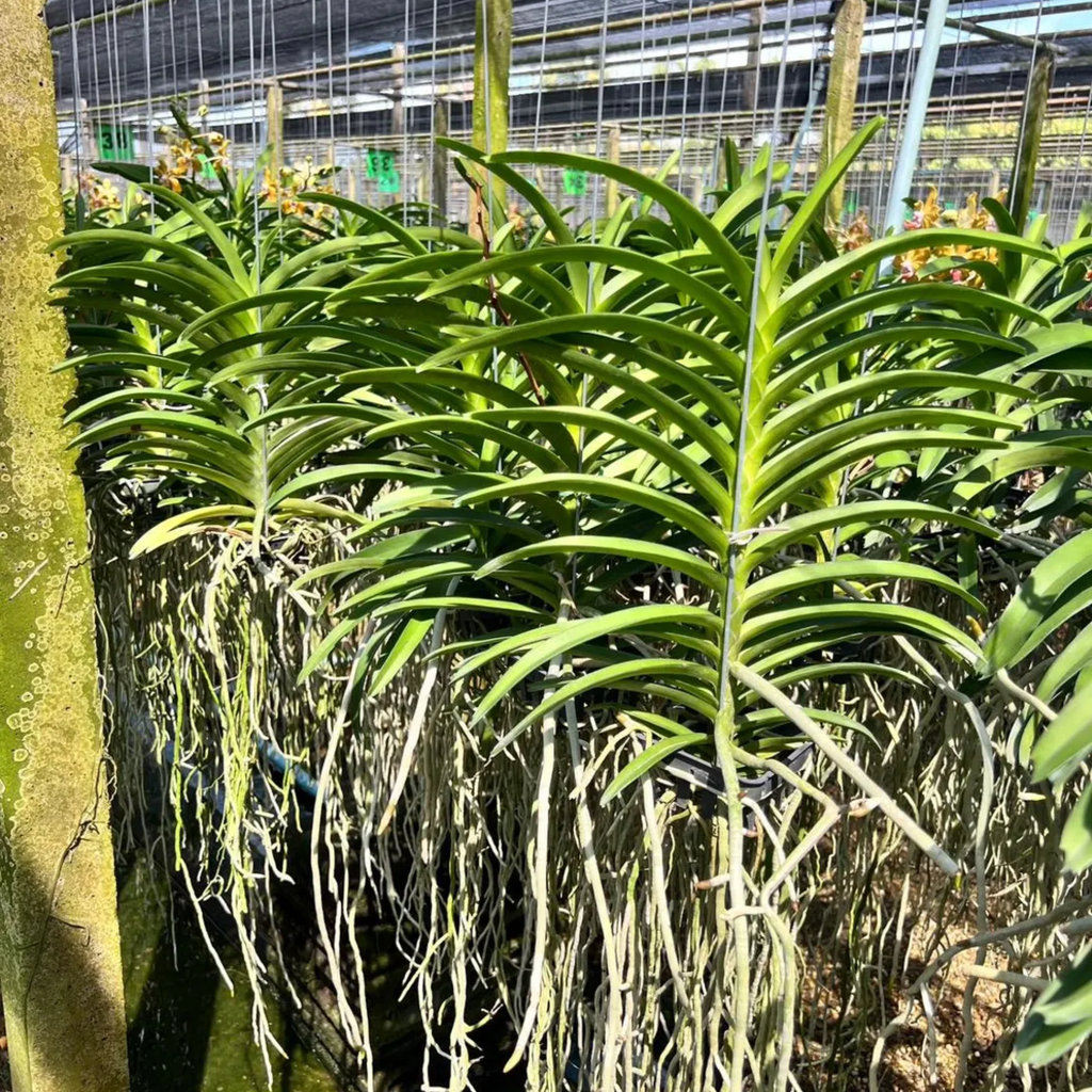 Fragrant Vanda Orchid – Surprise Bloom Colors, Year-Round Flowers