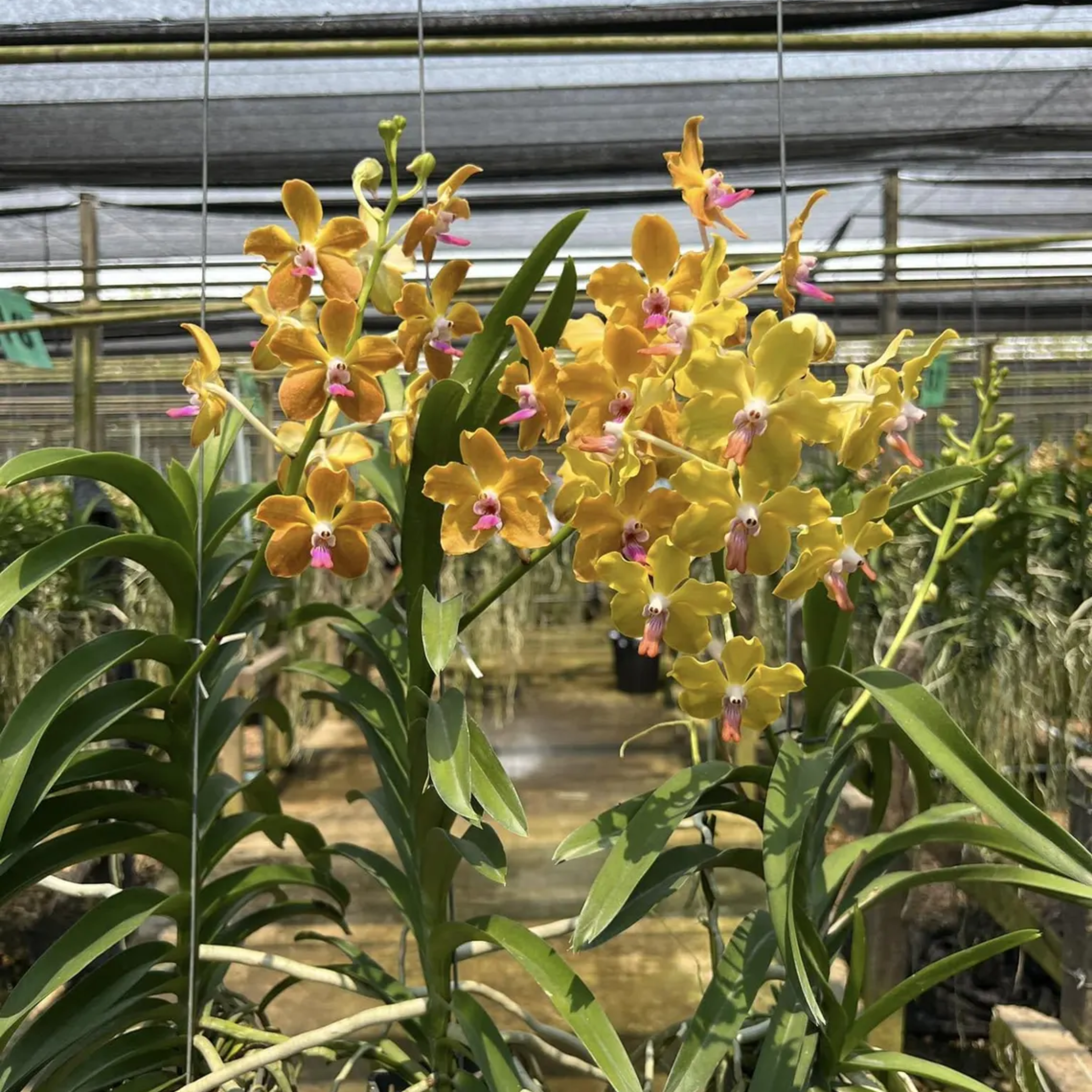 Fragrant Vanda Orchid – Surprise Bloom Colors, Year-Round Flowers