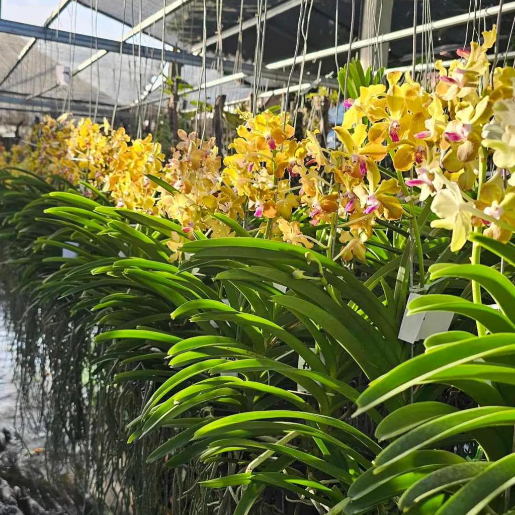 Fragrant Vanda Orchid – Surprise Bloom Colors, Year-Round Flowers