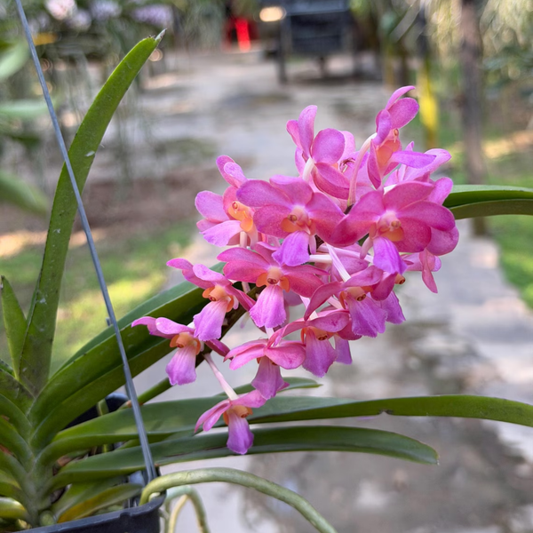 Fragrant pink Vanda Orchid(Pine River)– Blooming Size Plant,Rare Exotic Tropical Hybrid