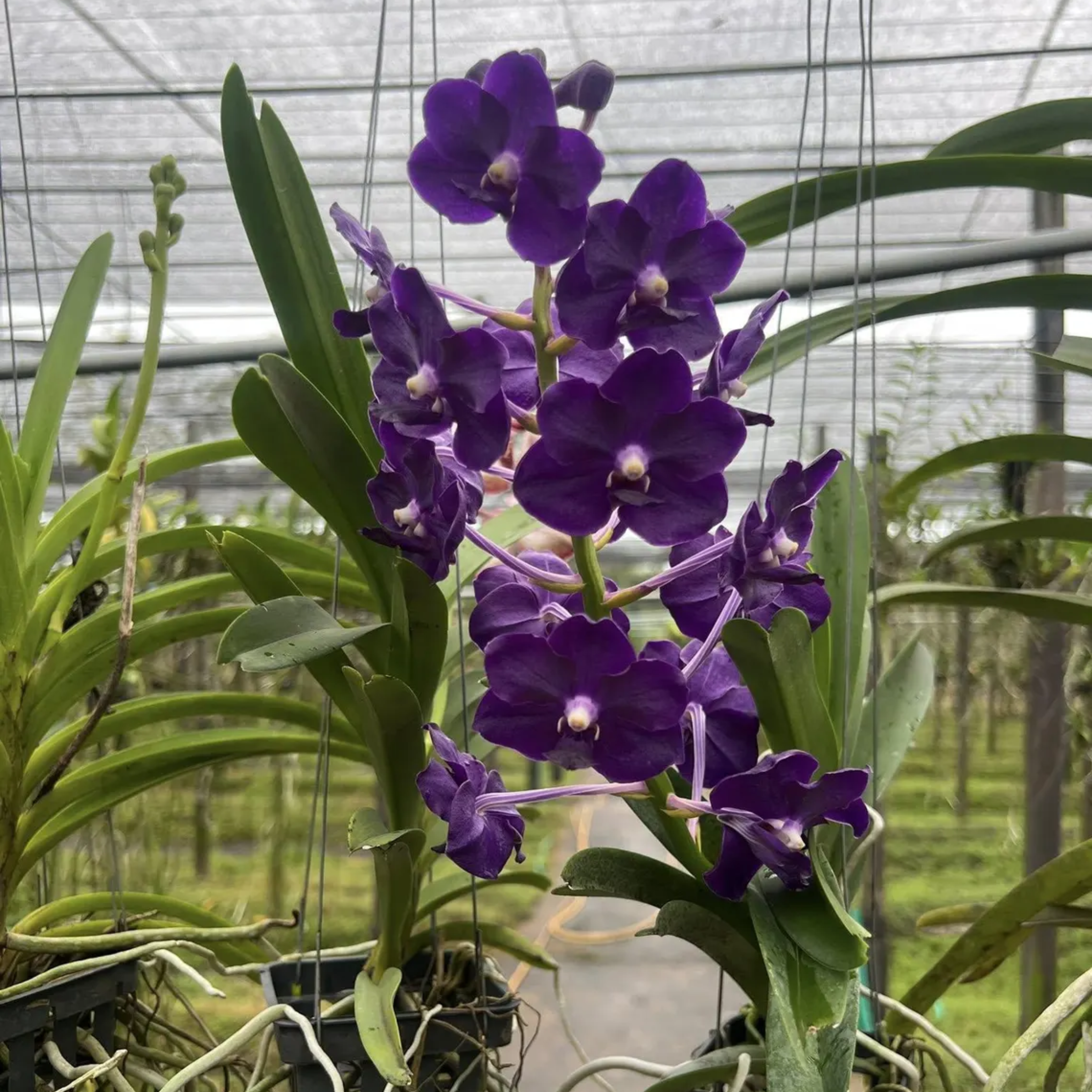 Vanda Orchid "Seedling", Surprise
