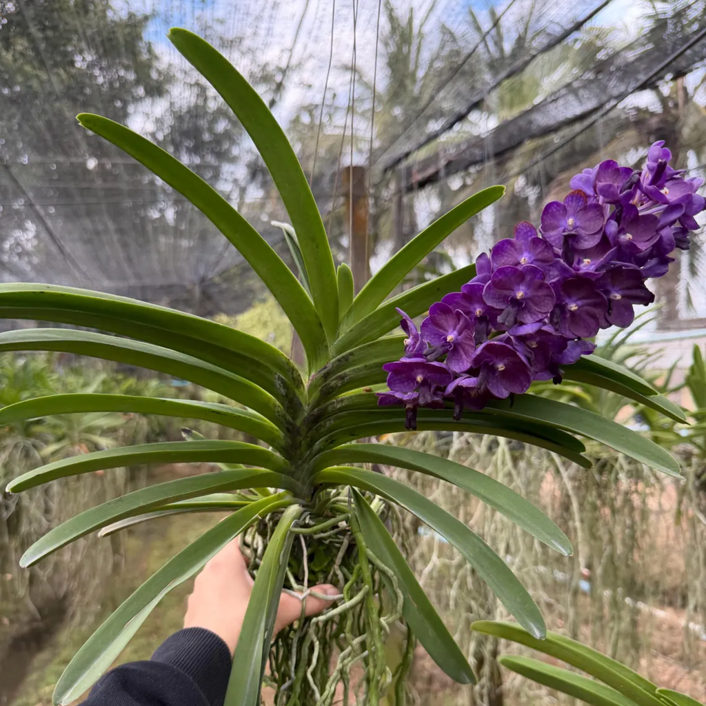 Hybrid Blue Fragrant Vanda Orchid – (Bangsai Star) Hybrid, Limited Collector’s Pick