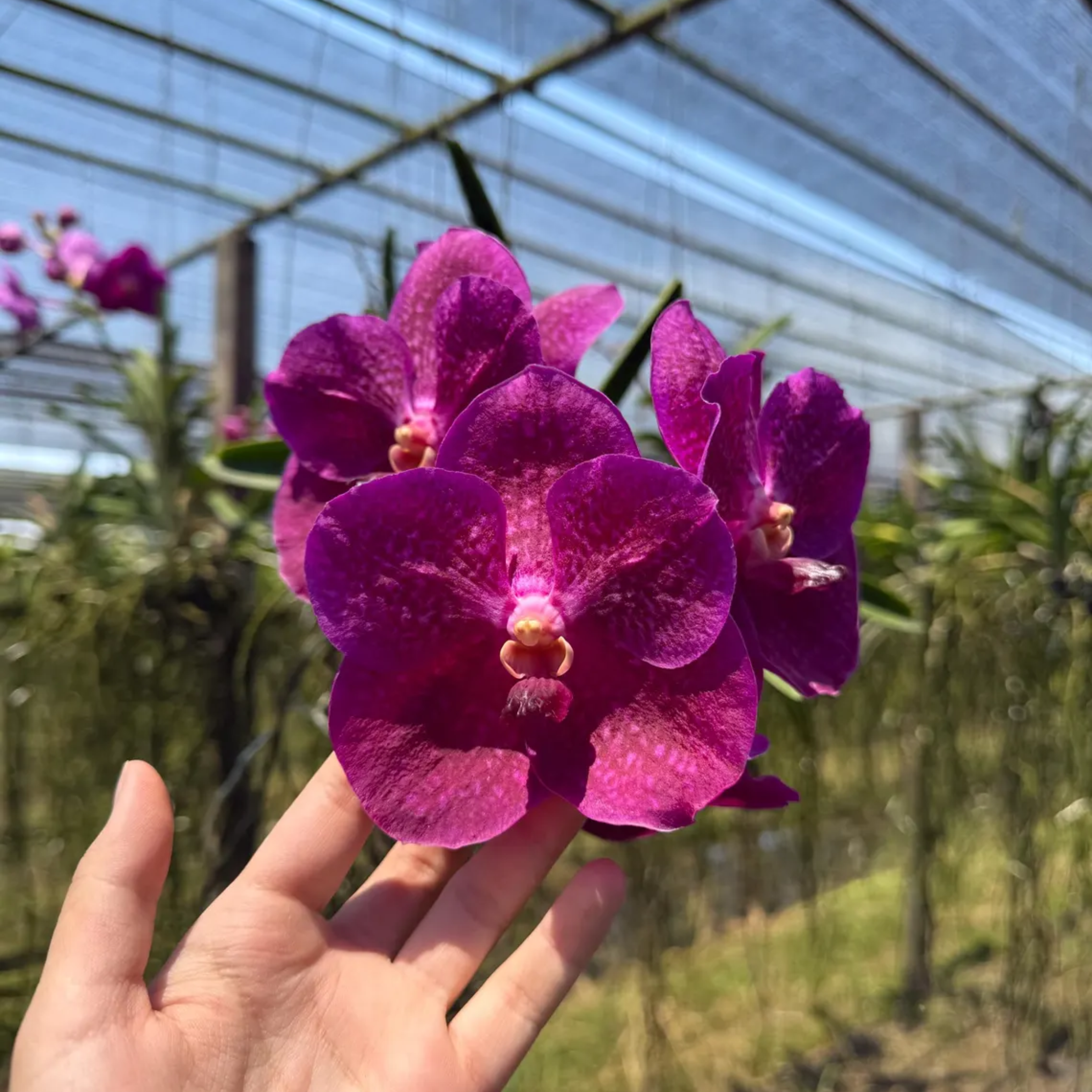 Rare Deep Purple Vanda Orchid Year-Round Blooms (Lumpini Red x Fuchsia)