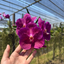 Rare Deep Purple Vanda Orchid Year-Round Blooms (Lumpini Red x Fuchsia)