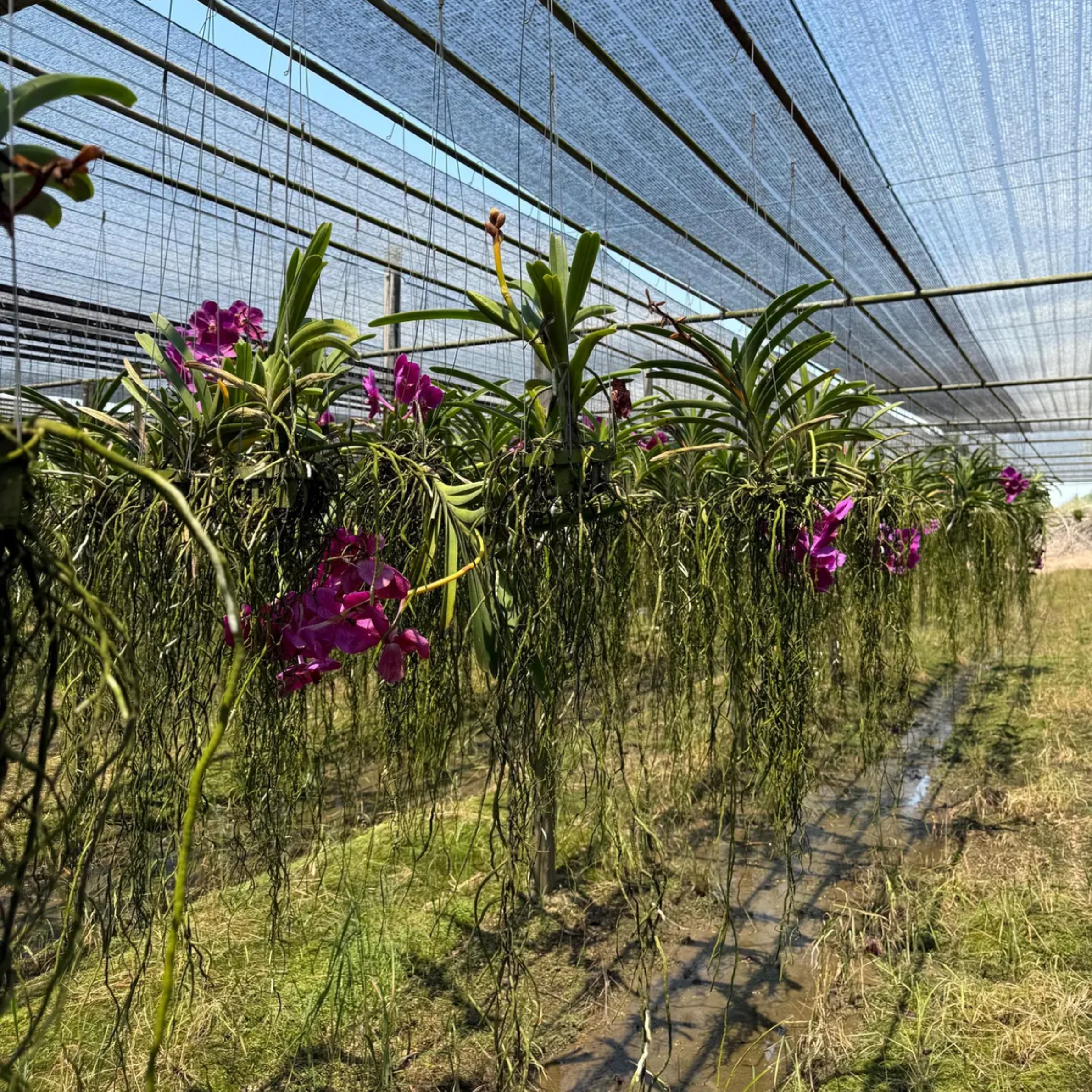 Rare Deep Purple Vanda Orchid Year-Round Blooms (Lumpini Red x Fuchsia)