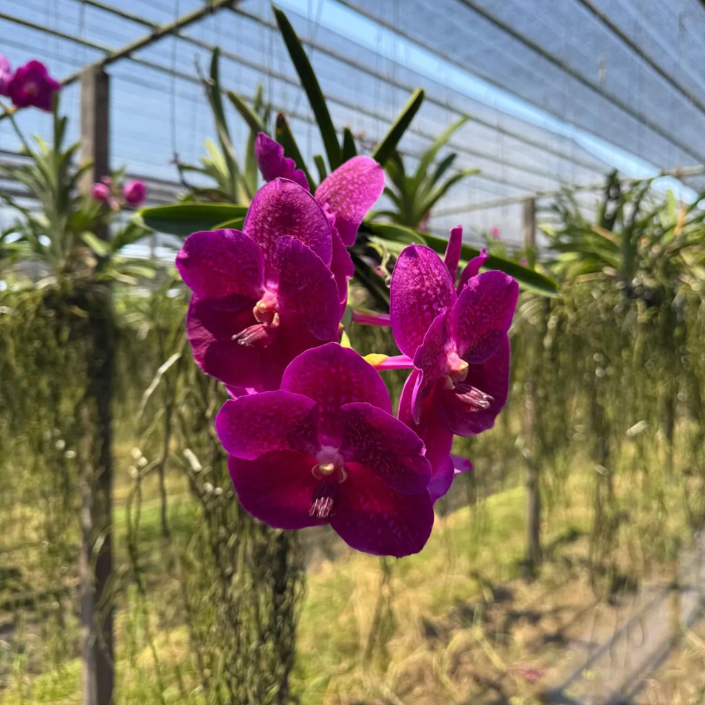 Rare Deep Purple Vanda Orchid Year-Round Blooms (Lumpini Red x Fuchsia)