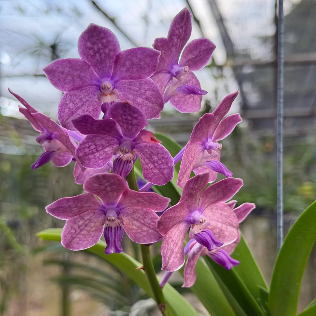 Fragrant Purple Vanda Orchid “Velvet Bloom”