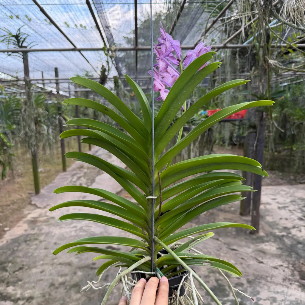 Fragrant Purple Vanda Orchid “Velvet Bloom”