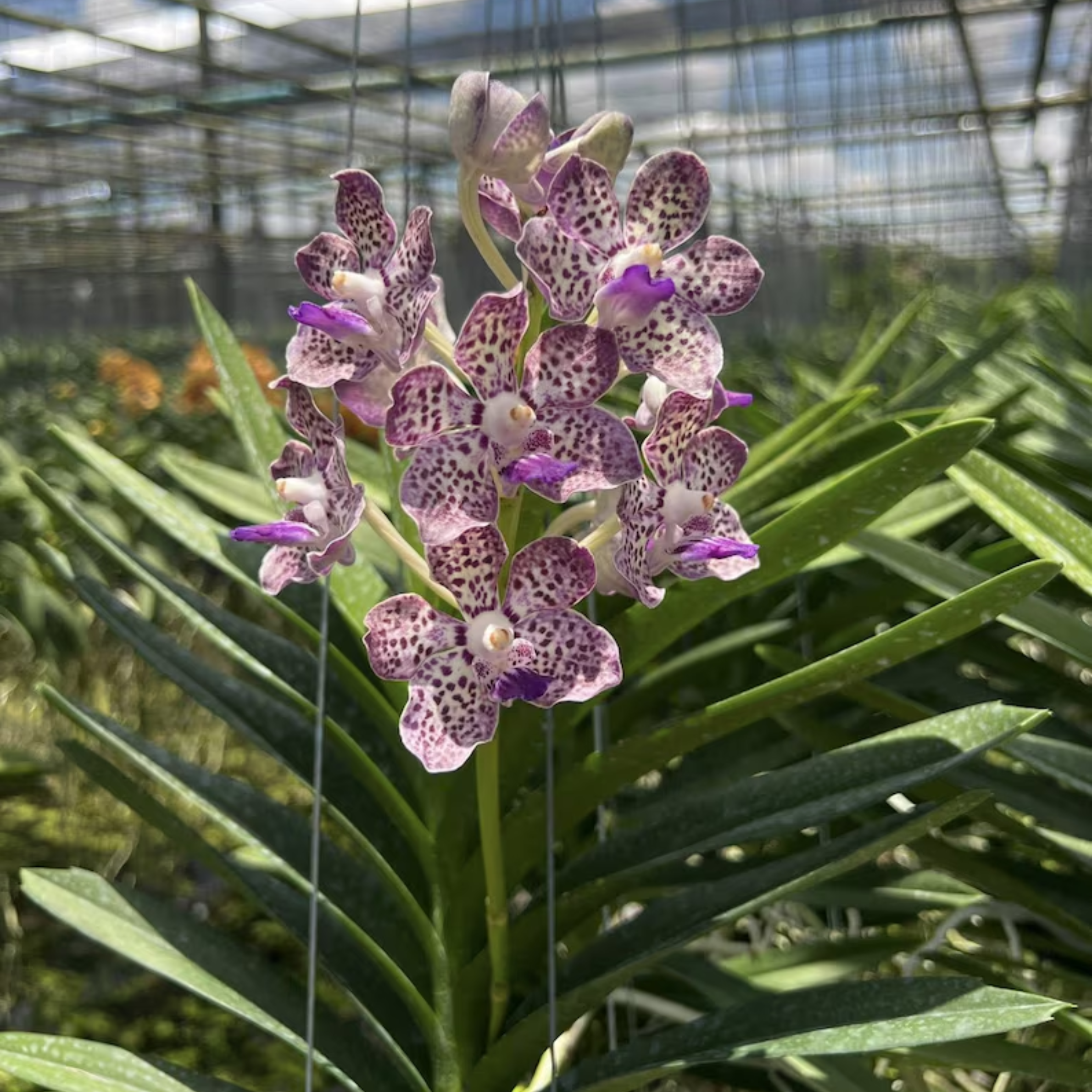 Papilionanda Kyra Green – Easy-Blooming Tropical Orchid