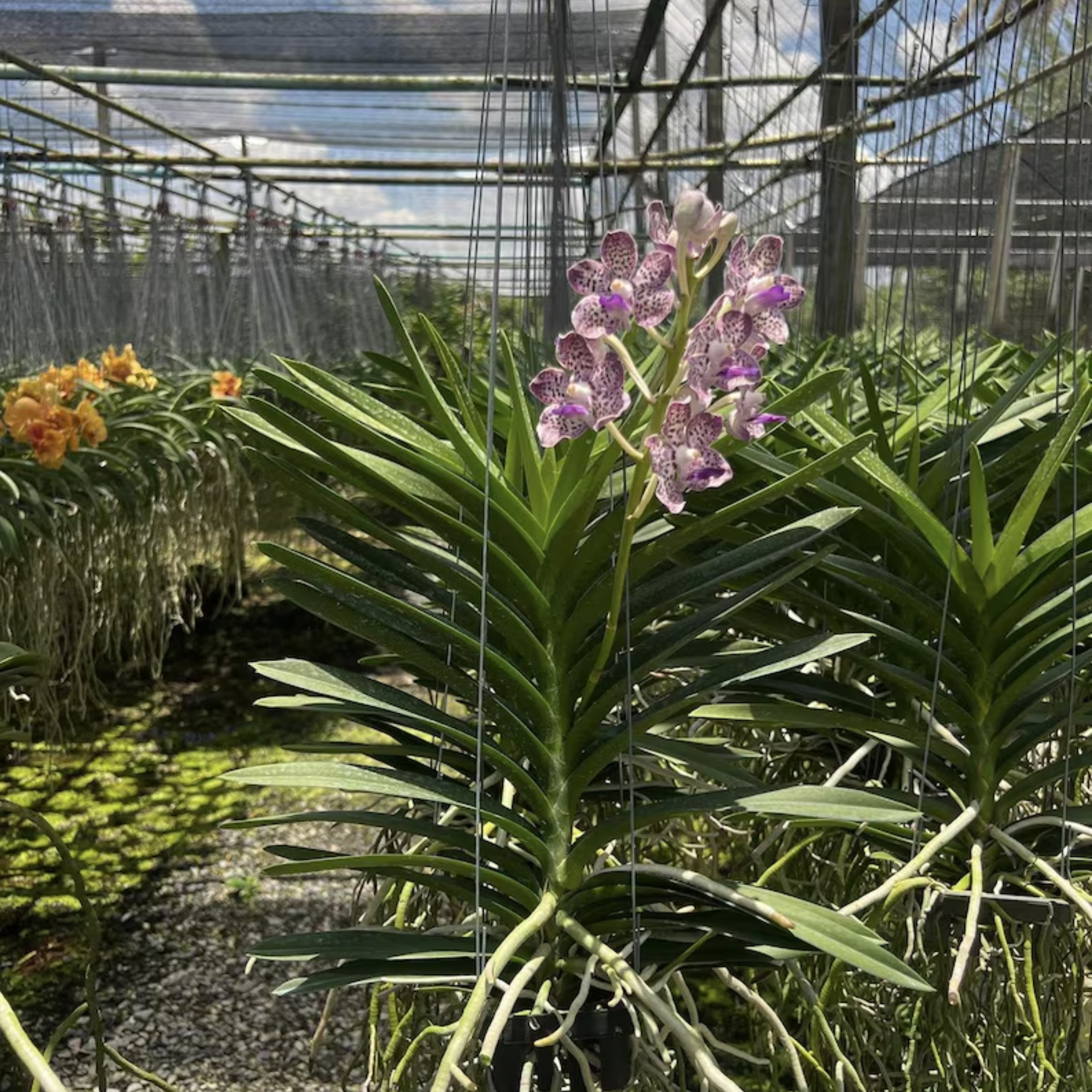 Papilionanda Kyra Green – Easy-Blooming Tropical Orchid