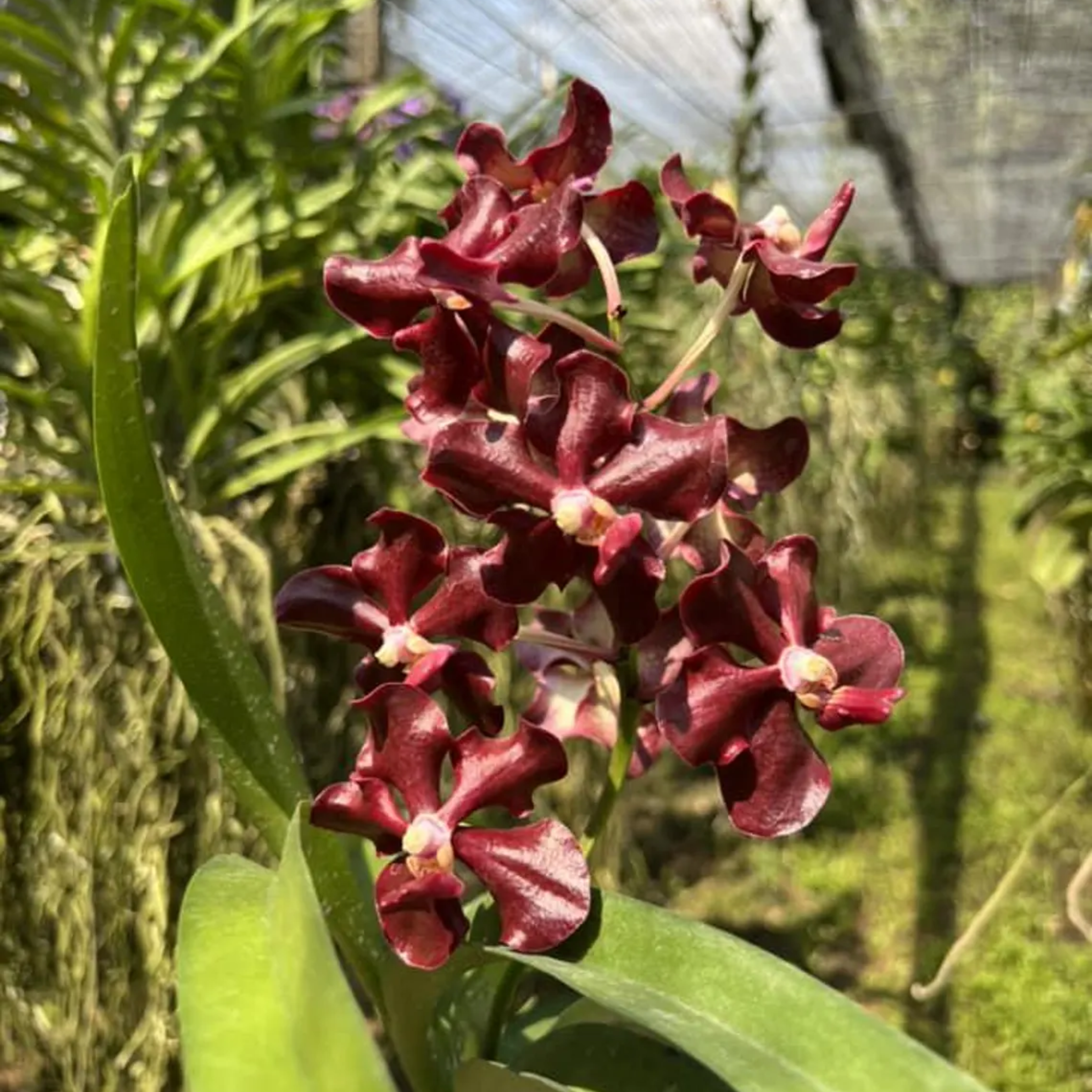 Vanda Orchid "Seedling", Surprise