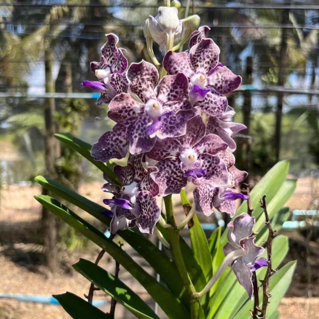 Papilionanda Kyra Green – Easy-Blooming Tropical Orchid