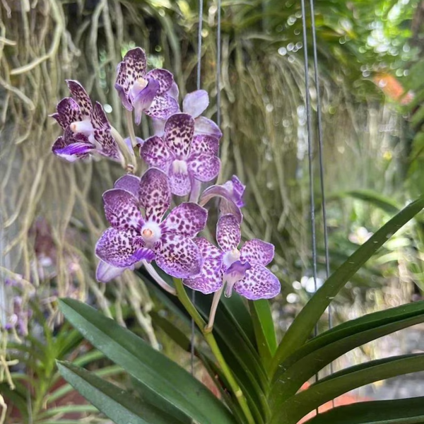 Papilionanda Kyra Green – Easy-Blooming Tropical Orchid