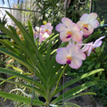 Vanda (Tubtim Velvet x Five Friendships)