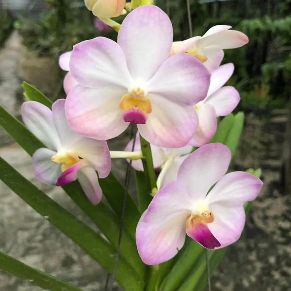 Vanda (Tubtim Velvet x Five Friendships)