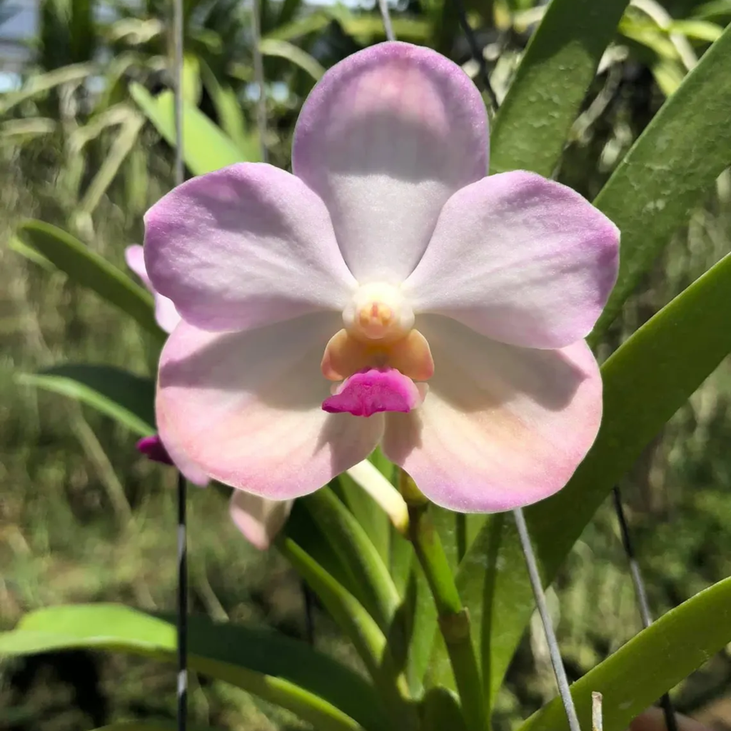 Vanda (Tubtim Velvet x Five Friendships)