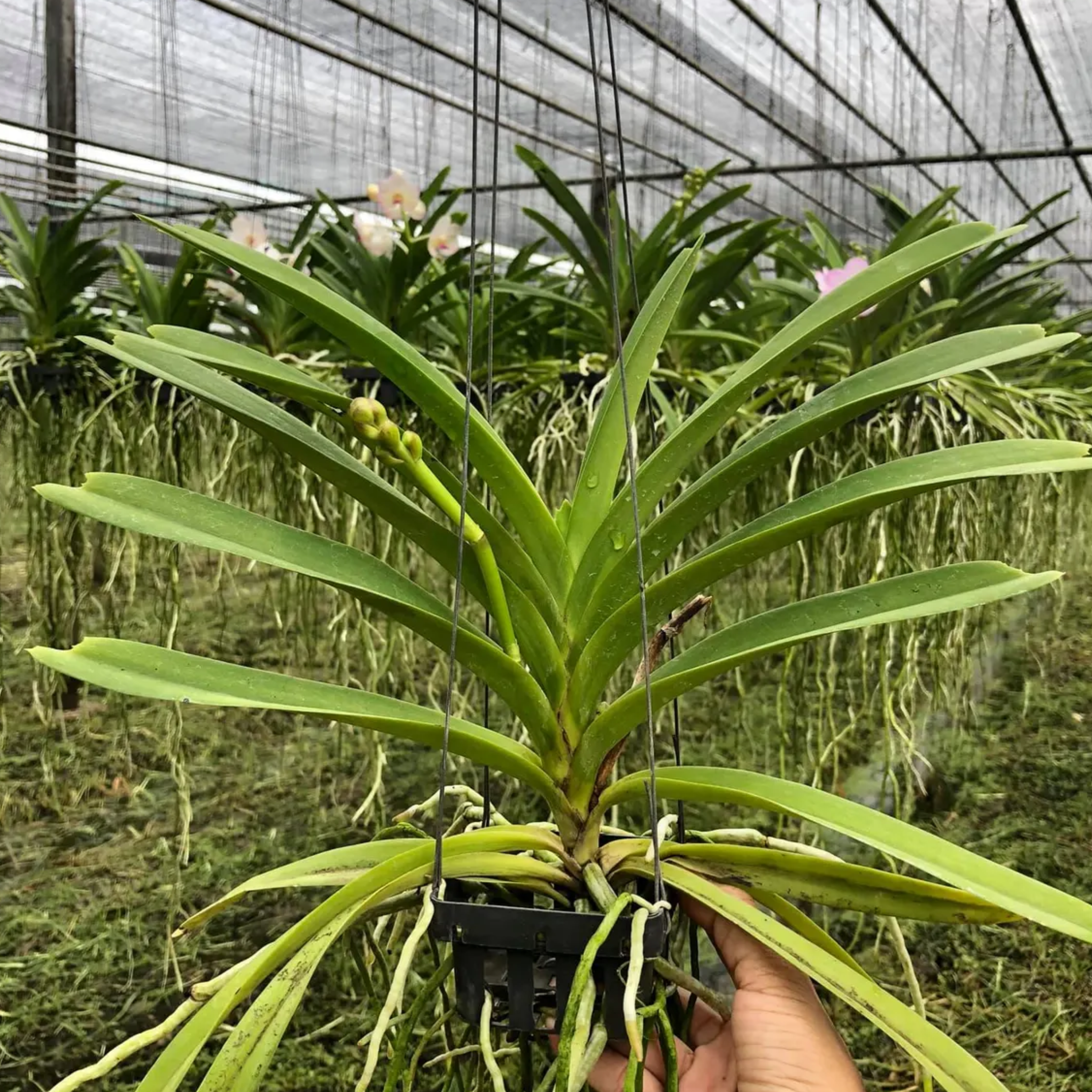 Vanda (Tubtim Velvet x Five Friendships)