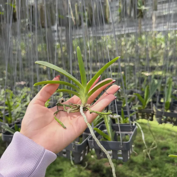 Set of 4 Vanda ‘Yellow Tiger’ Orchid Seedlings – Limited Edition Bundle – Rare Hybrid Plants