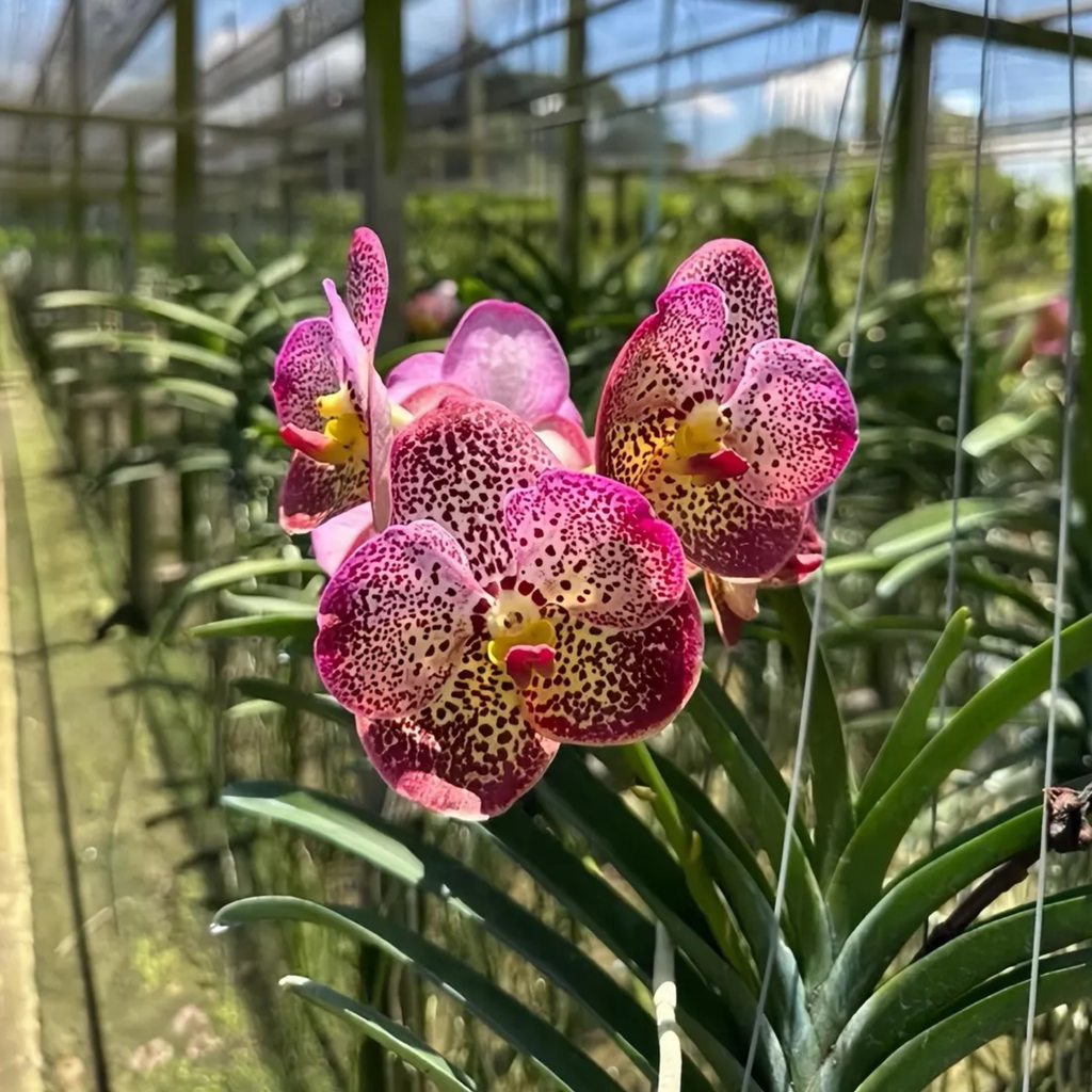 Vanda Uraiwan Belle – Spotted Pink Beauty Orchid