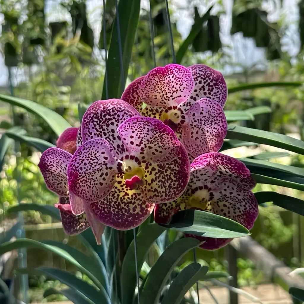 Vanda Uraiwan Belle – Spotted Pink Beauty Orchid
