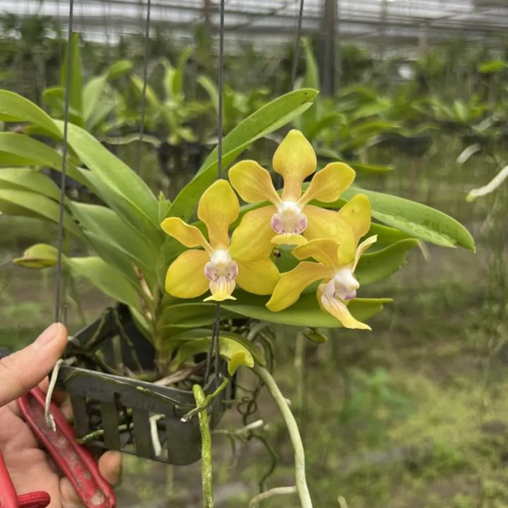Vanda Orchid "Seedling", Surprise