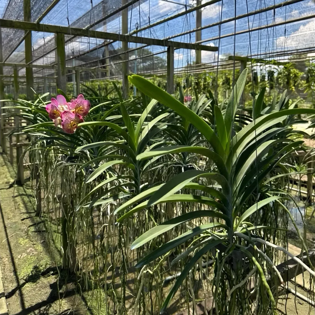 Vanda Uraiwan Belle – Spotted Pink Beauty Orchid