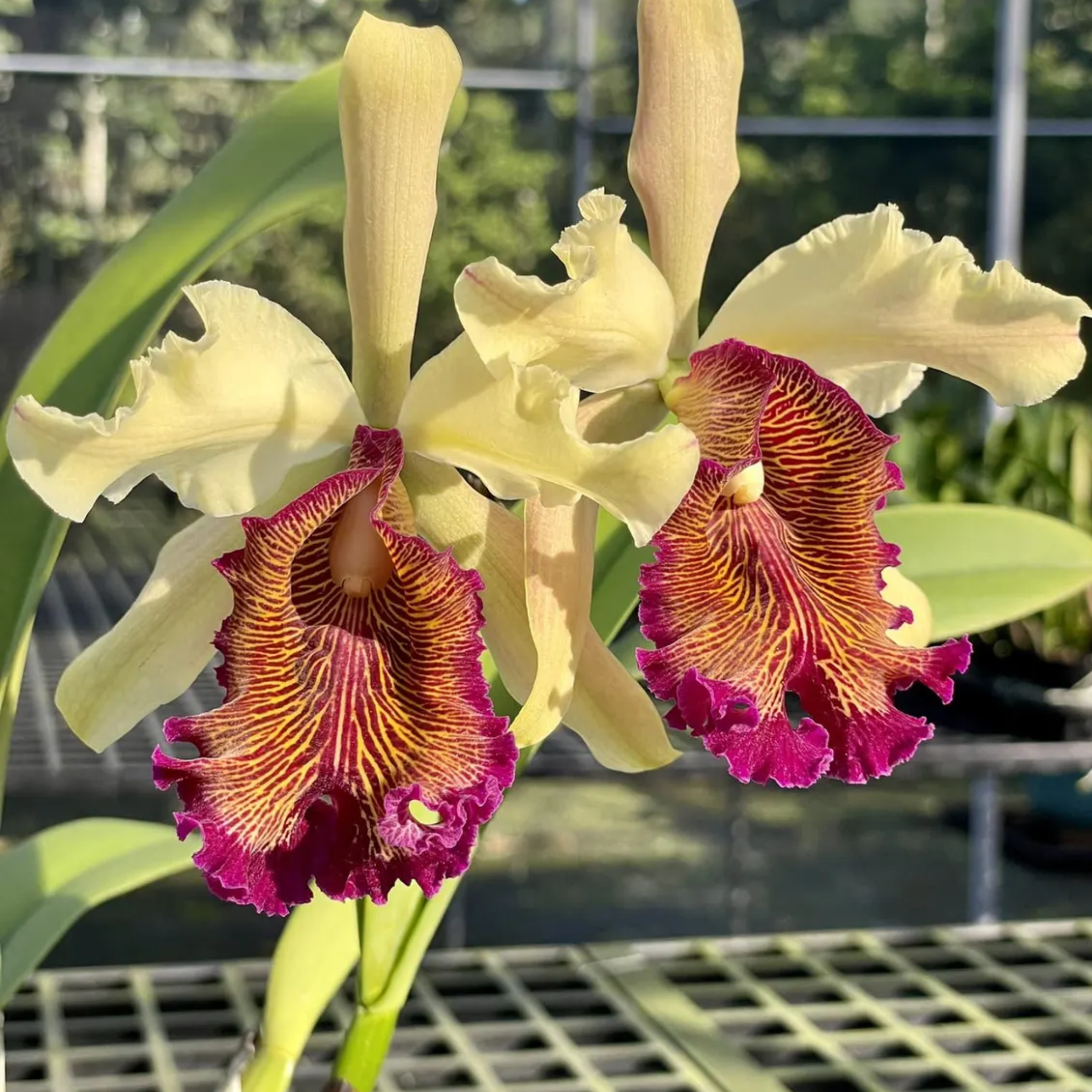 Cattleya Dowiana var. aurea, Rare Collector's Orchid
