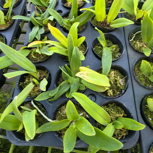 Cattleya Dowiana var. aurea, Rare Collector's Orchid