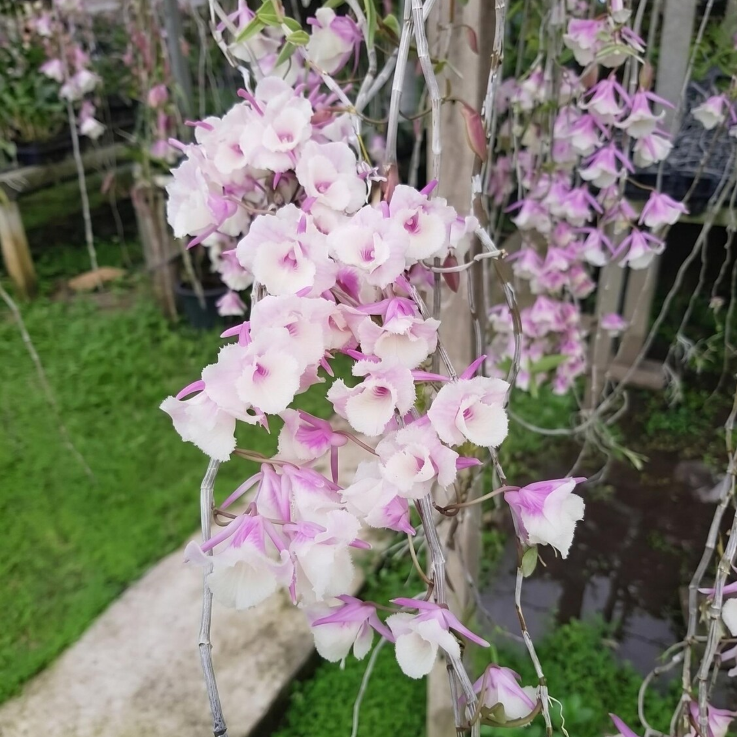 Orchid Dendrobium aphyllum trilabelo shining pink